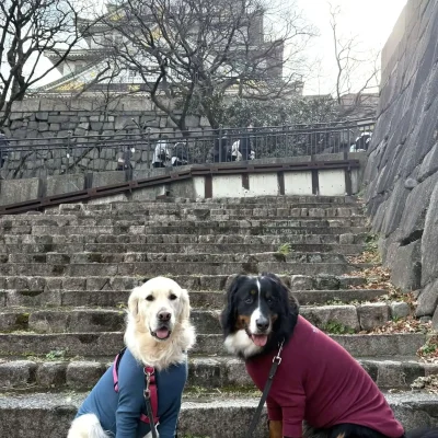 ゴールデンのりゅう・バーニーズの花　　大阪城を散歩